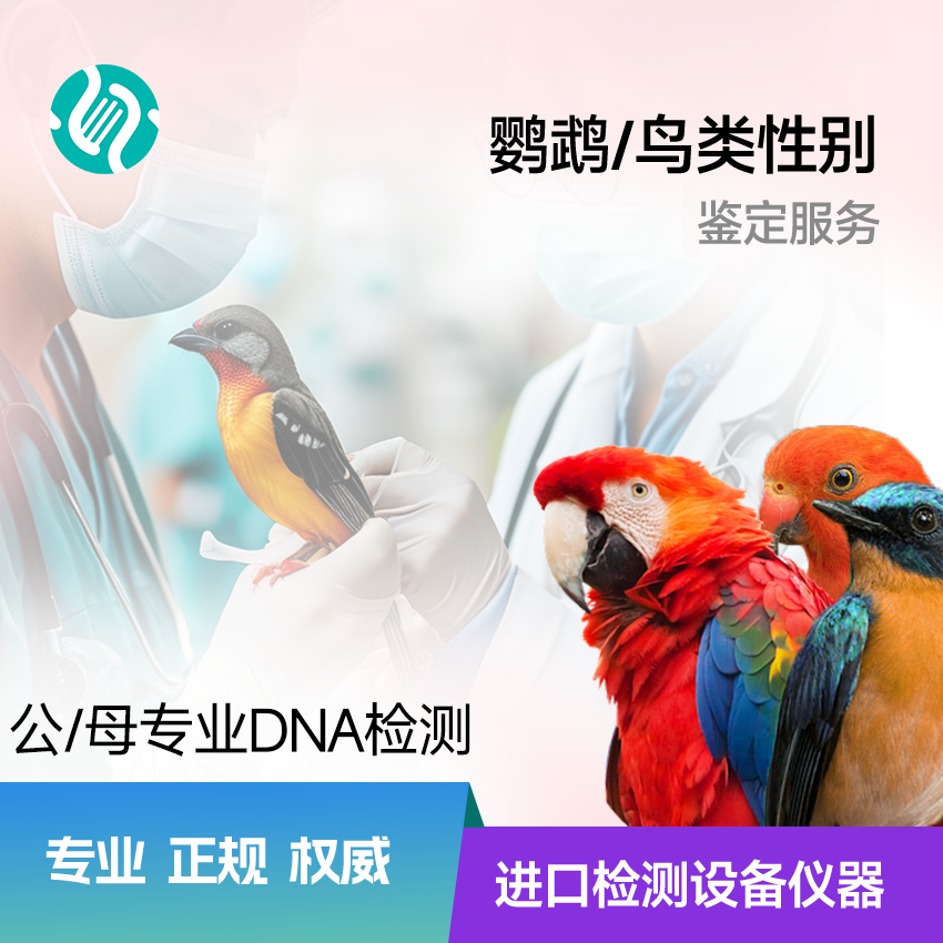 鹦鹉/鸟类性别鉴定